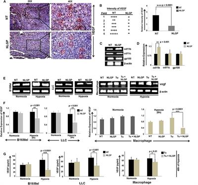 Neem Leaf Glycoprotein Restrains VEGF Production by Direct Modulation of HIF1α-Linked Upstream and Downstream Cascades